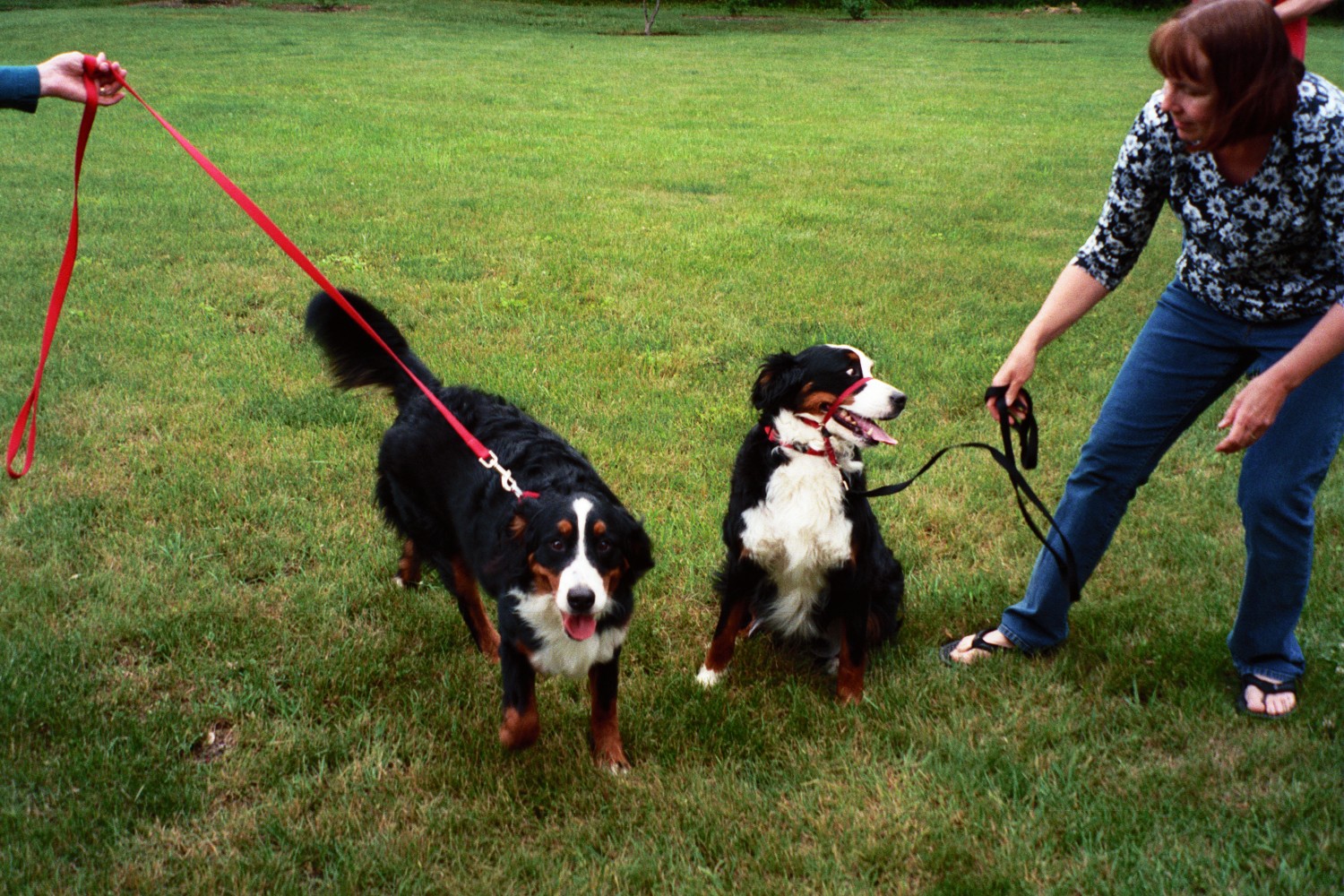 Bernese Mountain Dogs
Emma and her Mom Ellie
