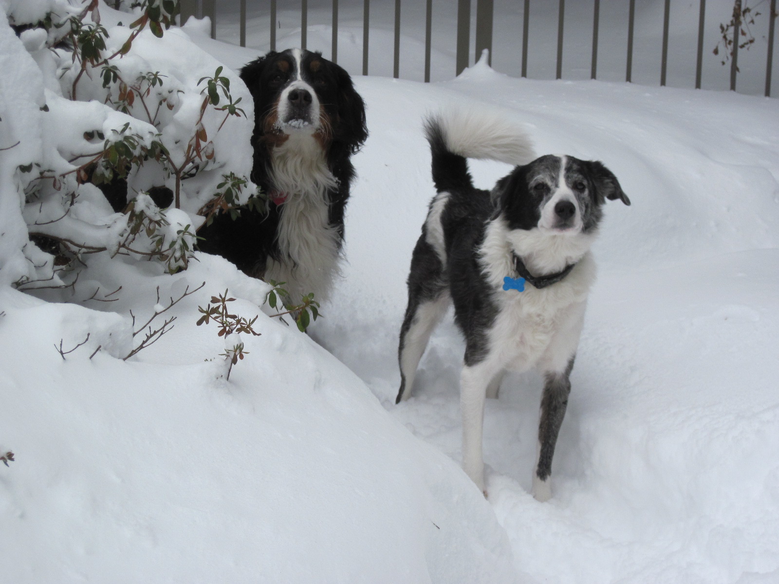 Emma & Cooper...my puppies
