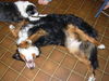 Filename=DSCN1578.JPG
Filesize=625KiB
Dimensions=2048x1536
Date added=Aug 10, 2007 DSCN1578.JPG