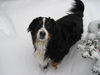Filename=Snow_pictures_009.jpg
Filesize=337KiB
Dimensions=1600x1200
Date added=Feb 25, 2010 Snow_pictures_009.jpg