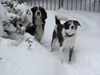 Filename=Snow_pictures_011.jpg
Filesize=424KiB
Dimensions=1600x1200
Date added=Feb 25, 2010 Snow_pictures_011.jpg
